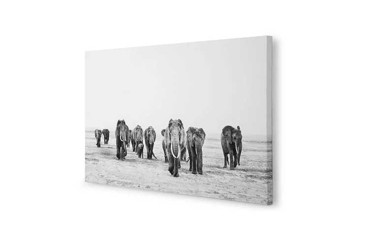 Demo - Premium Canvas - Elephant Walk - Large Demo Clearance - 2