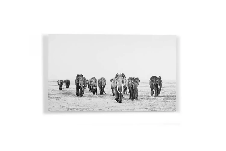 Demo - Premium Canvas - Elephant Walk - Large Demo Clearance - 2